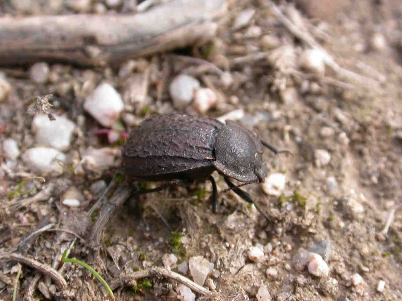 Asida androgina
